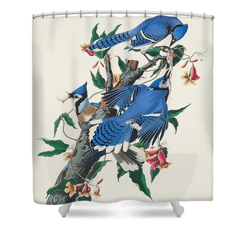 Blue Jay Shower Curtain featuring the mixed media Blue Jay. John James Audubon by World Art Collective