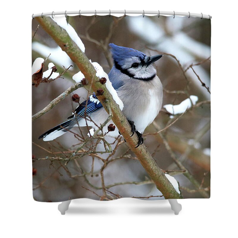 Birds Shower Curtain featuring the photograph Blue Jay on a Snowy Branch by Trina Ansel