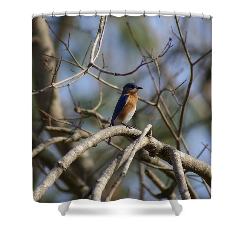 Shower Curtain featuring the photograph Blue Lookout by Heather E Harman