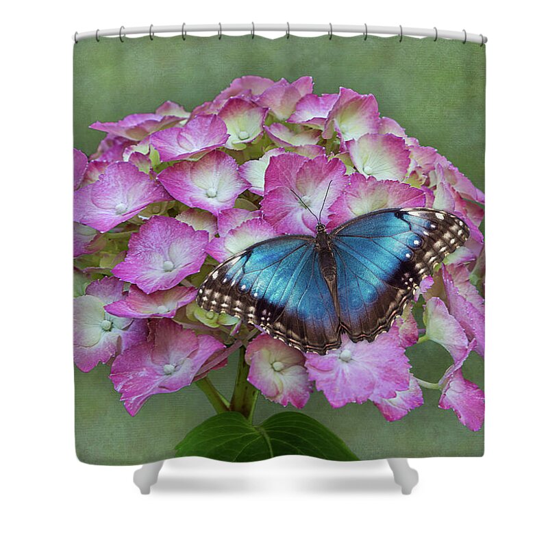 Butterfly Shower Curtain featuring the photograph Blue Morpho Butterfly on Pink Hydrangea by Patti Deters