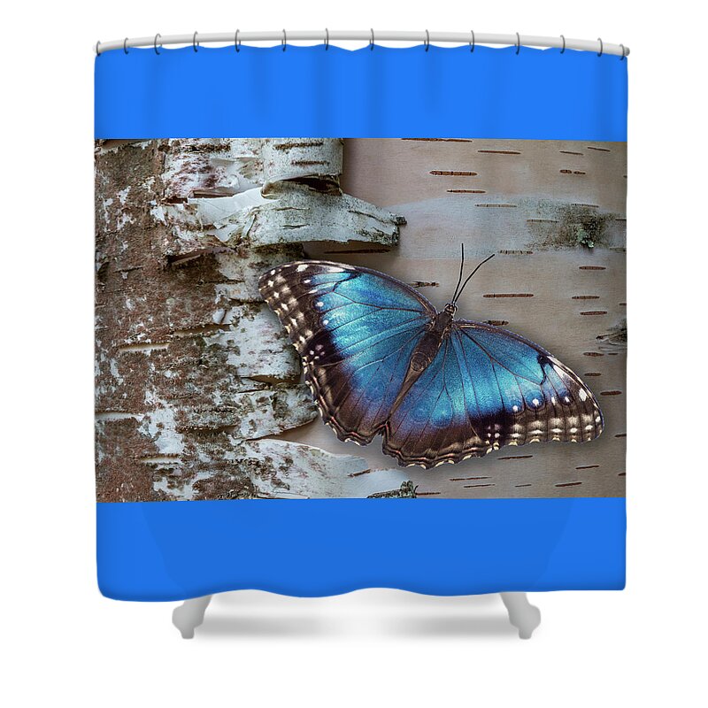 Blue Shower Curtain featuring the photograph Blue Morpho Butterfly on White Birch Bark by Patti Deters