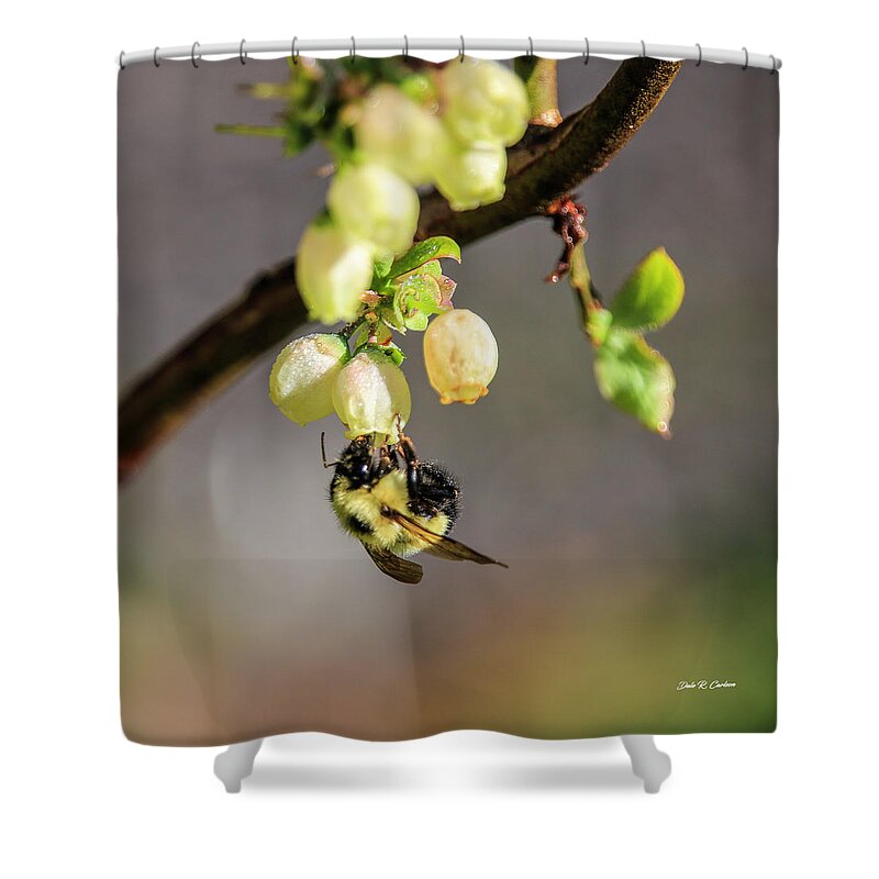 Bee Shower Curtain featuring the photograph Blueberry Bee by Dale R Carlson