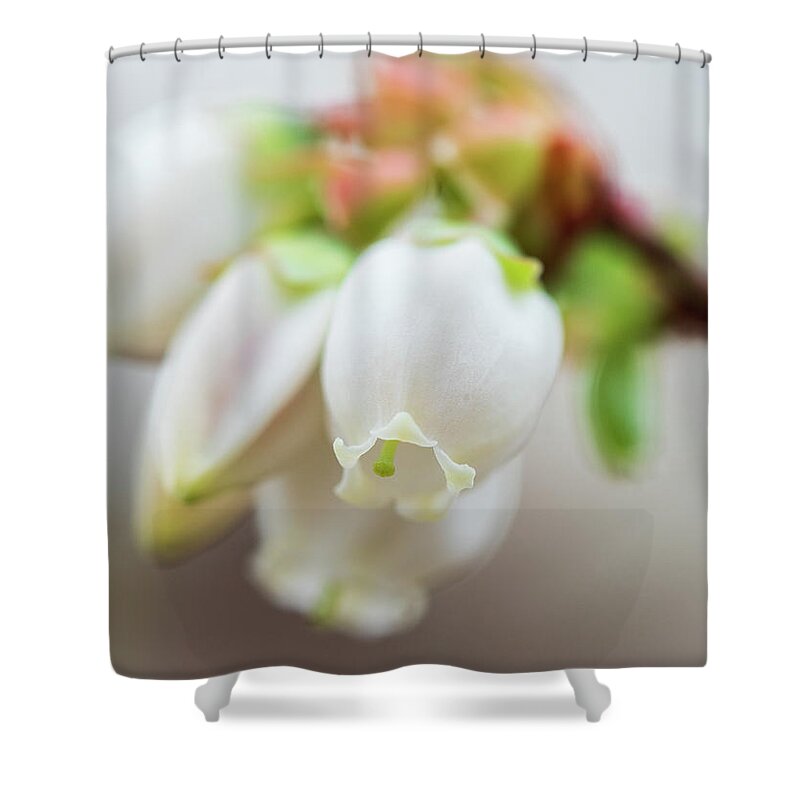 Flower Shower Curtain featuring the photograph Blueberry Blossoms by Kristia Adams
