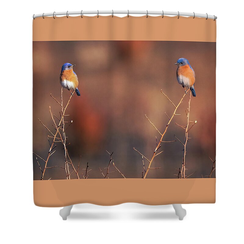 Bluebird Shower Curtain featuring the photograph Bluebirds Chat in Late Winter by William Jobes