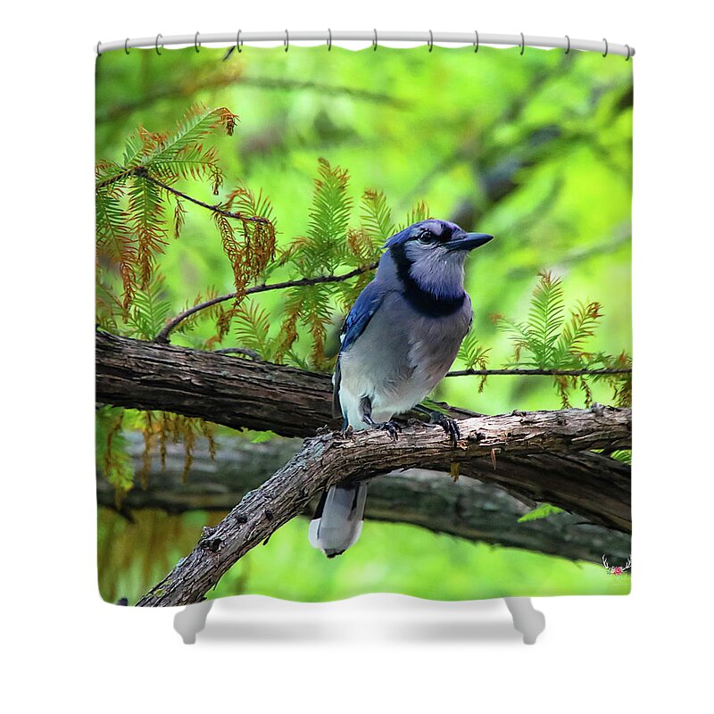 Bluejay Shower Curtain featuring the photograph Bluejay by Pam Rendall