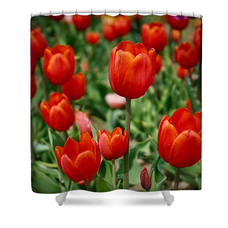 Tulips Shower Curtain featuring the photograph Blushing Tulips by Mark Truman