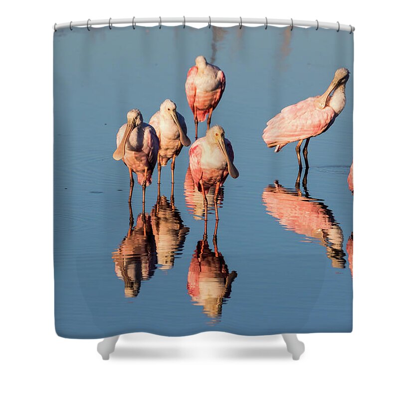 Roseate Spoonbill Shower Curtain featuring the photograph Board Meeting by Jim Miller