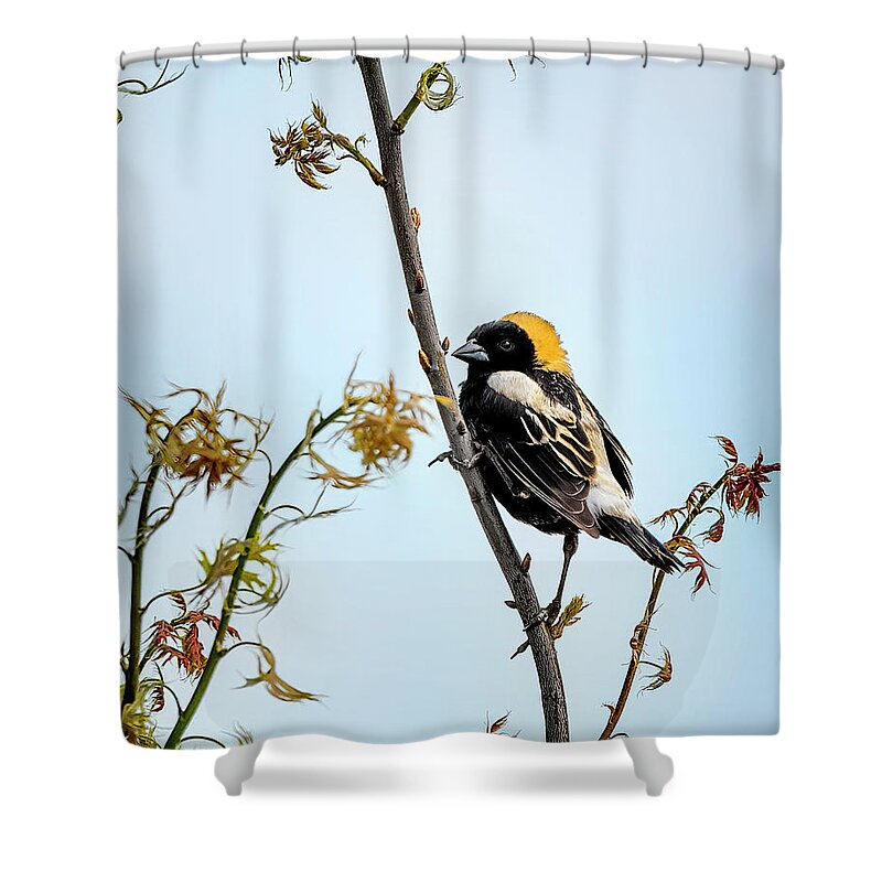 Birds Shower Curtain featuring the photograph Bobolink by Al Mueller