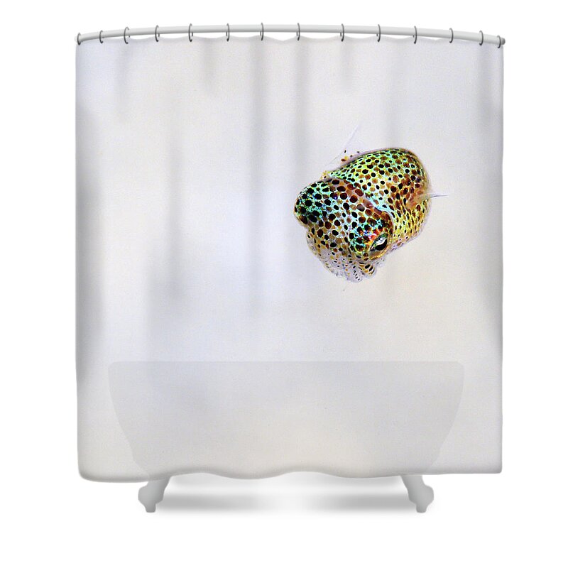 White Shower Curtain featuring the photograph Bobtail squid by Artesub