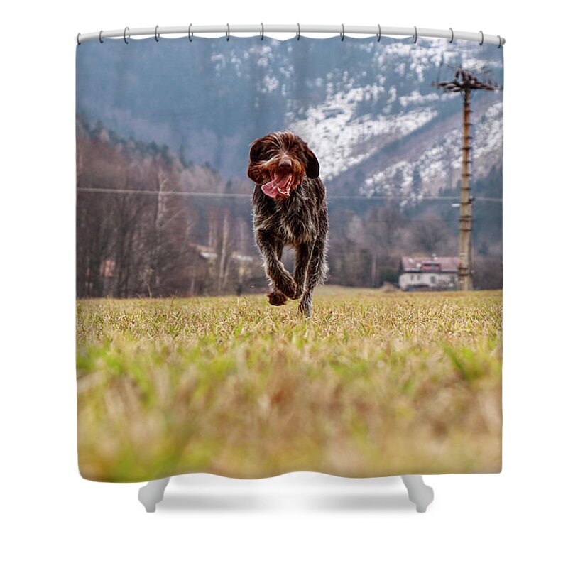 Bohemian Wire Shower Curtain featuring the photograph Bohemian Wire Haired Pointing Griffon running towards to me for some food. She jumps and runs to me for my order. by Vaclav Sonnek