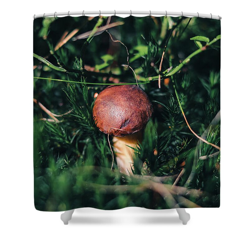 Czech Republic Shower Curtain featuring the photograph Boletus pinophilus has found a place in beautiful green moss by Vaclav Sonnek