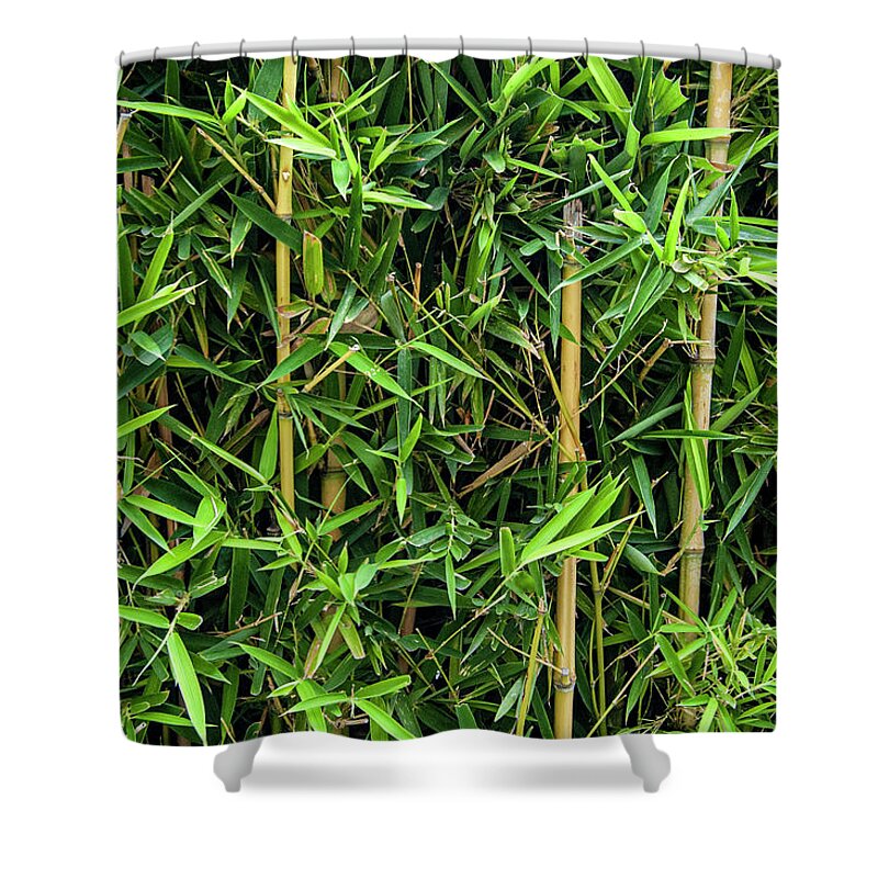 Bamboo Shower Curtain featuring the photograph Bordo Park Bamboo by William Scott Koenig