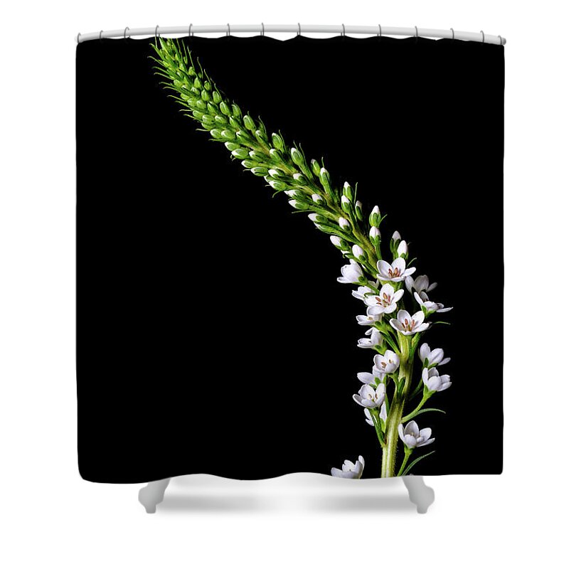 Flowers Shower Curtain featuring the photograph Botanicals 11 by Connie Carr