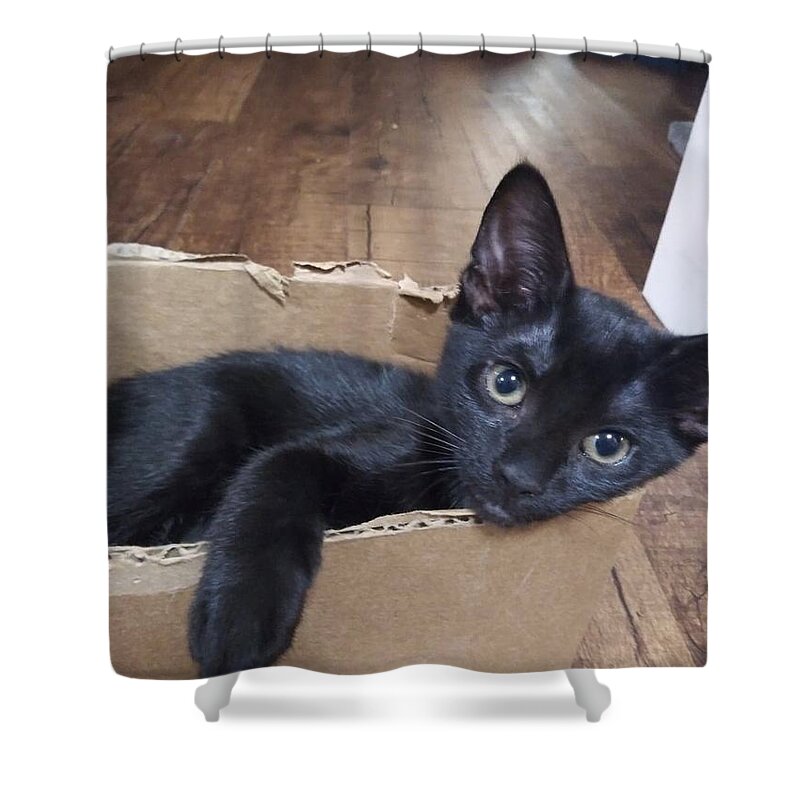 Cat Shower Curtain featuring the photograph Boxy Lady by Aaron Martens