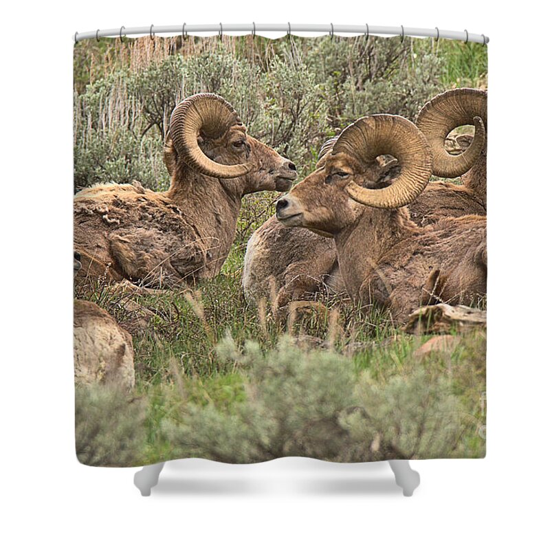 Bighorn Shower Curtain featuring the photograph Boys Club Nap by Adam Jewell