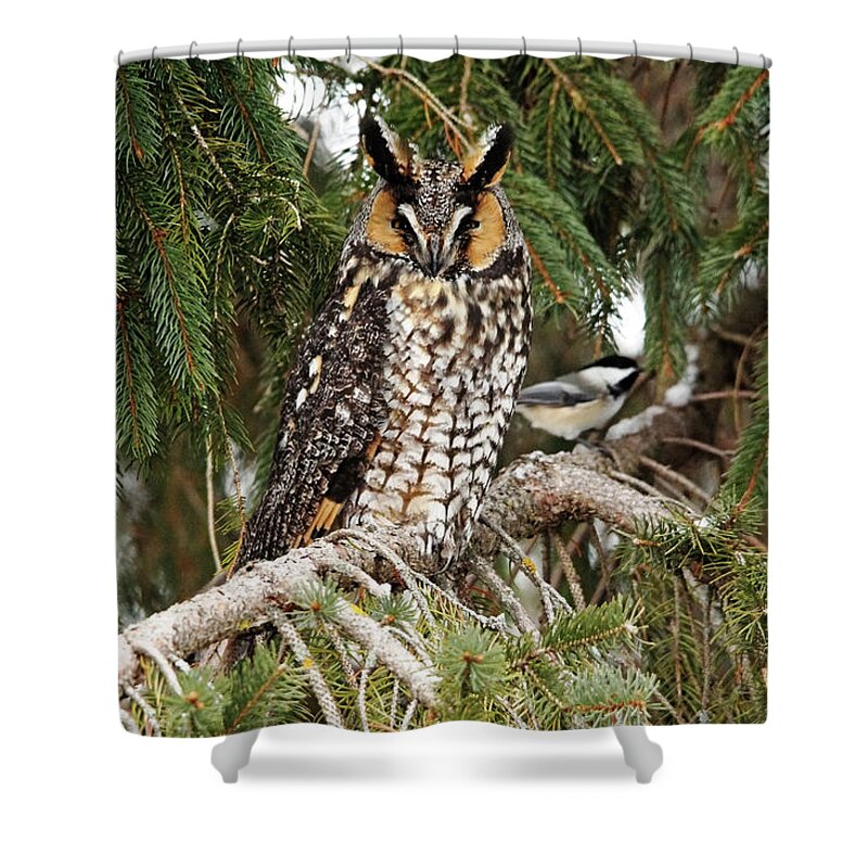 Owl Shower Curtain featuring the photograph Brave Chickadee by Debbie Oppermann