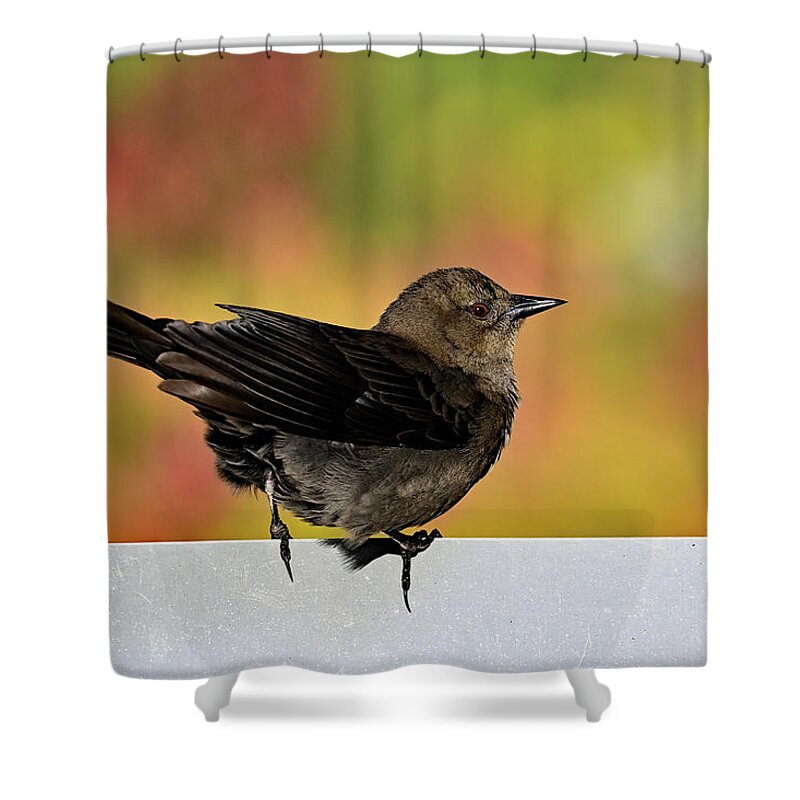 Euphagus Cyanocephalus Shower Curtain featuring the photograph Brewer's Blackbird - Female by Amazing Action Photo Video