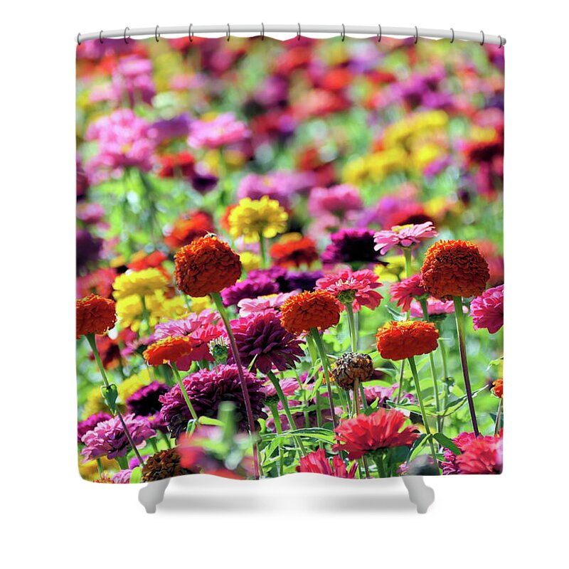 Zinnia Shower Curtain featuring the photograph Bright Colorful Zinnia Field by Vivian Krug Cotton