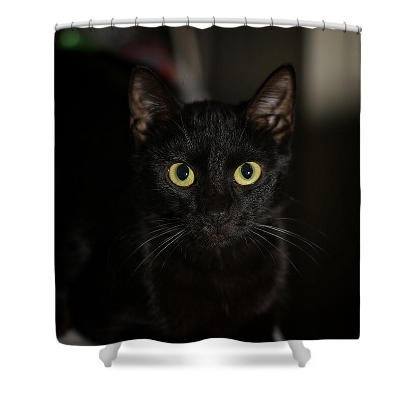 Cat Shower Curtain featuring the photograph Bright Eyes by DArcy Evans