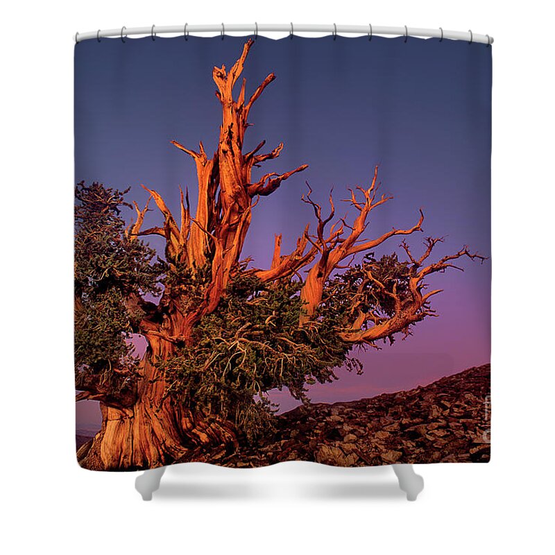 Dave Welling Shower Curtain featuring the photograph Bristelcone Pine Pinus Longeava Sunset California by Dave Welling