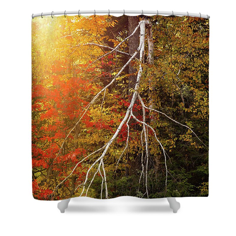Birch Tree Shower Curtain featuring the photograph Broken Birch by Denise Kopko
