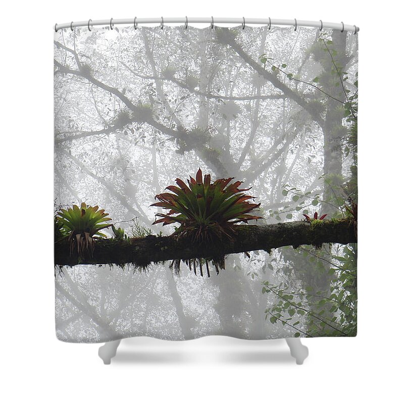 Bromeliads Shower Curtain featuring the photograph Bromeliads on Top of Cerro Uyuca 1 by Teresamarie Yawn
