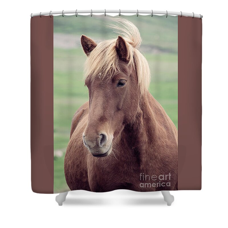 Horse Shower Curtain featuring the photograph Brown icelandic horse by Delphimages Photo Creations