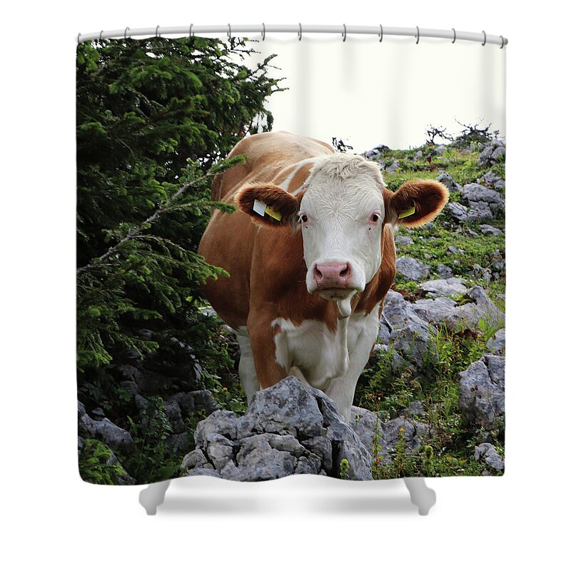 Hochkar Shower Curtain featuring the photograph Lady Cow by Vaclav Sonnek