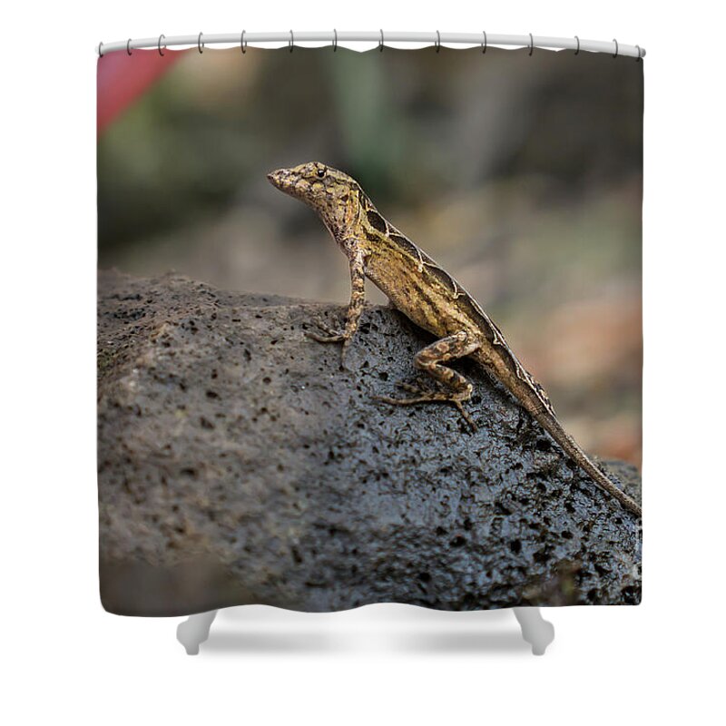 Animal Shower Curtain featuring the photograph Brown Anole Female Looking Alert by Nancy Gleason