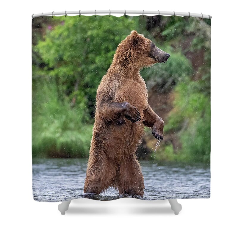 Brown Bear Shower Curtain featuring the photograph Brown Bear, Brown Bear, What do you See? by Randy Robbins