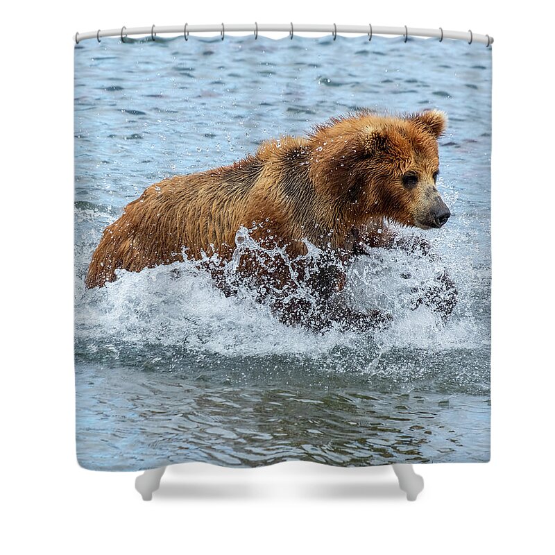 Bear Shower Curtain featuring the photograph Brown bear hunts for salmon by Mikhail Kokhanchikov