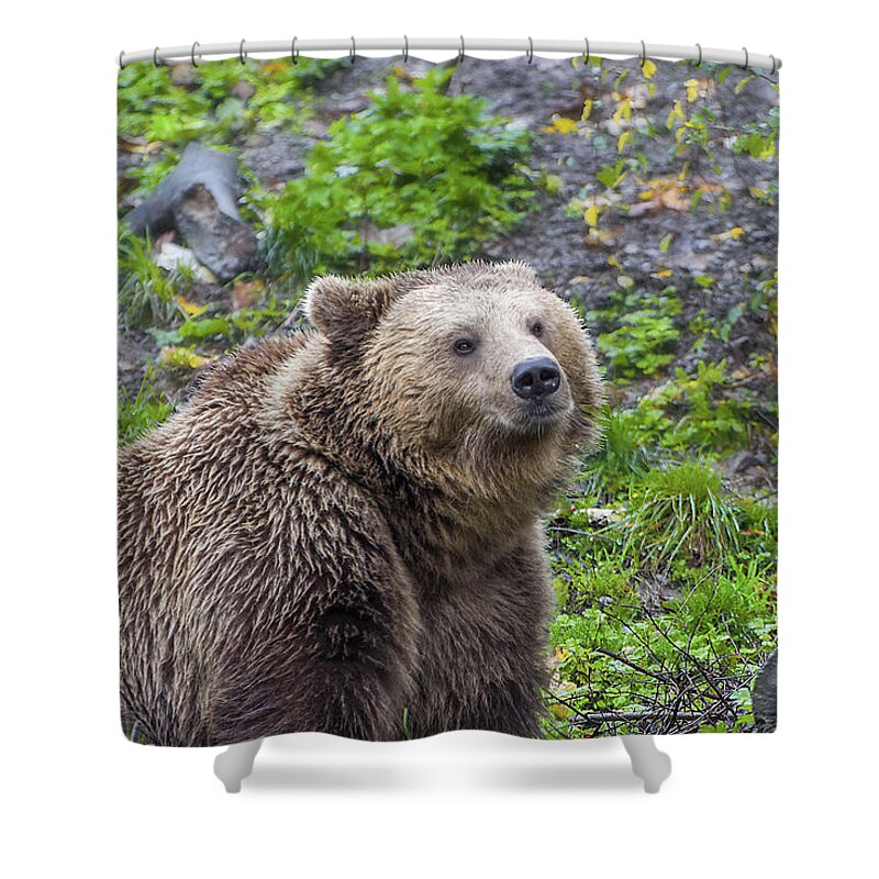 Brown Bear Shower Curtain featuring the photograph Brown Bear by Rob Hemphill
