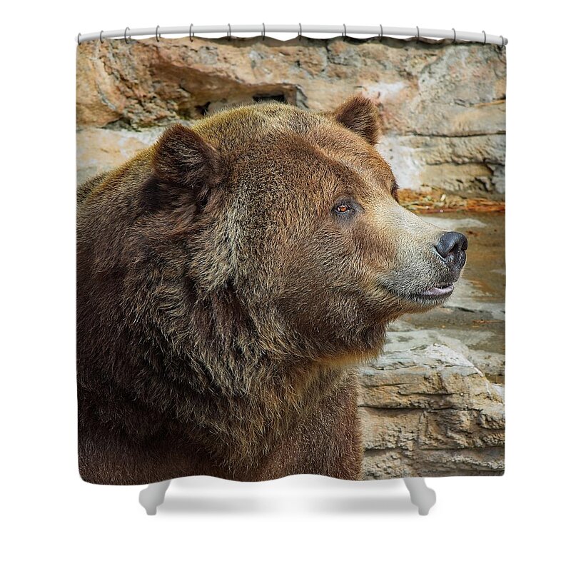 Brown Shower Curtain featuring the photograph Brown bear sitting quietly, relaxing by Loren Gilbert