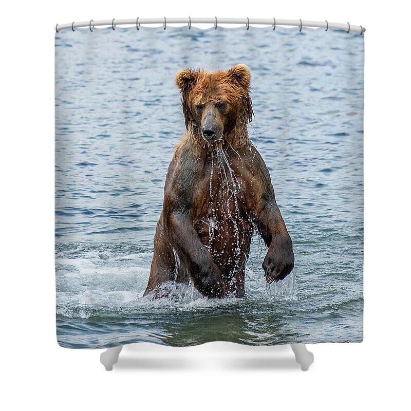 Bear Shower Curtain featuring the photograph Brown bear standing in water by Mikhail Kokhanchikov