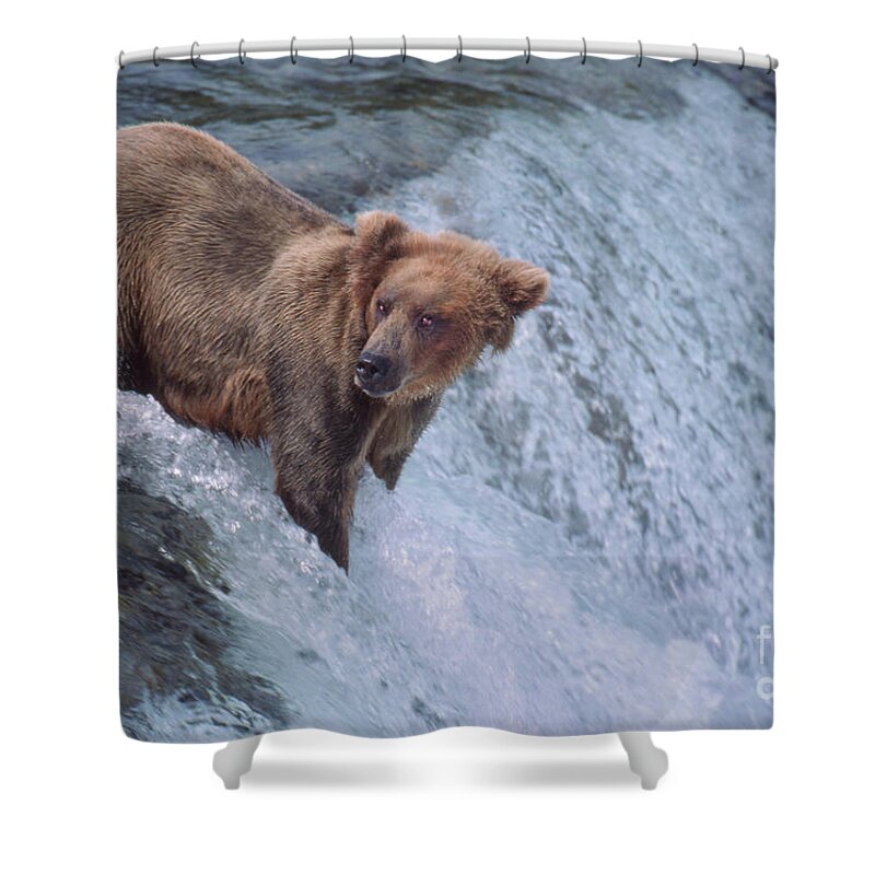 Dave Welling Shower Curtain featuring the photograph Brown Bear Ursus Arctos Wild Alaska by Dave Welling