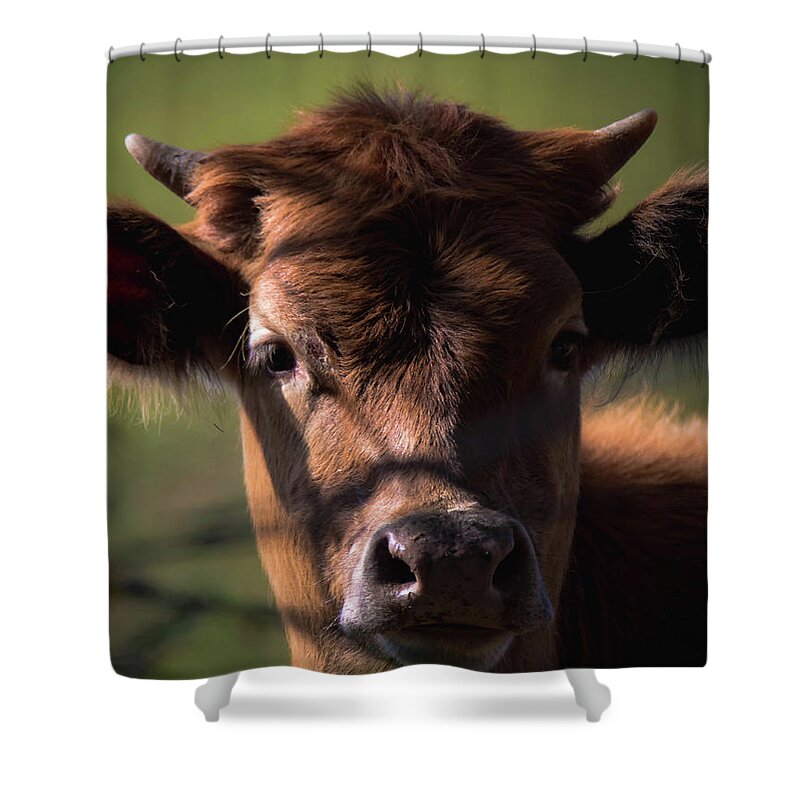 Cow Shower Curtain featuring the photograph Brown Cow by Pam Rendall