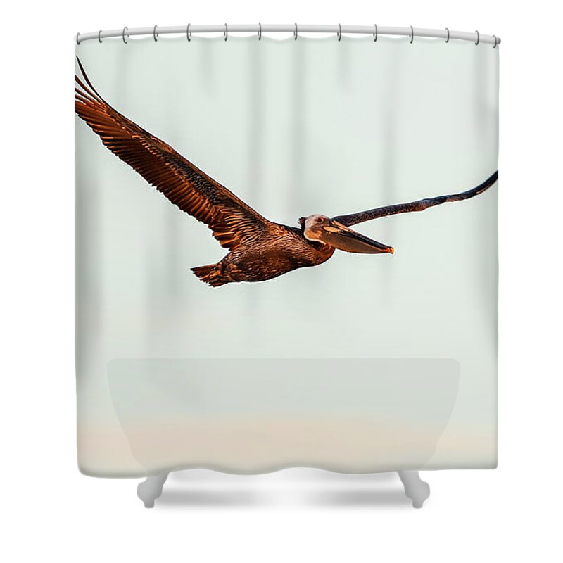 Pelican Shower Curtain featuring the photograph Brown Pelican in Flight 2 by Tahmina Watson
