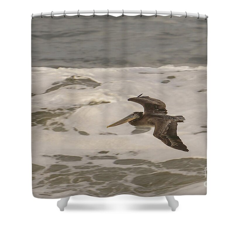 Brown Pelican Shower Curtain featuring the photograph Brown Pelican in Flight by Nancy Gleason