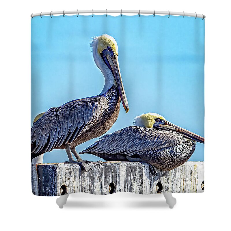 Bird Shower Curtain featuring the photograph Brown Pelican by Jerry Connally