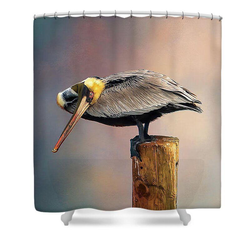Atlantic Ocean Shower Curtain featuring the photograph Brown Pelican by Norman Peay
