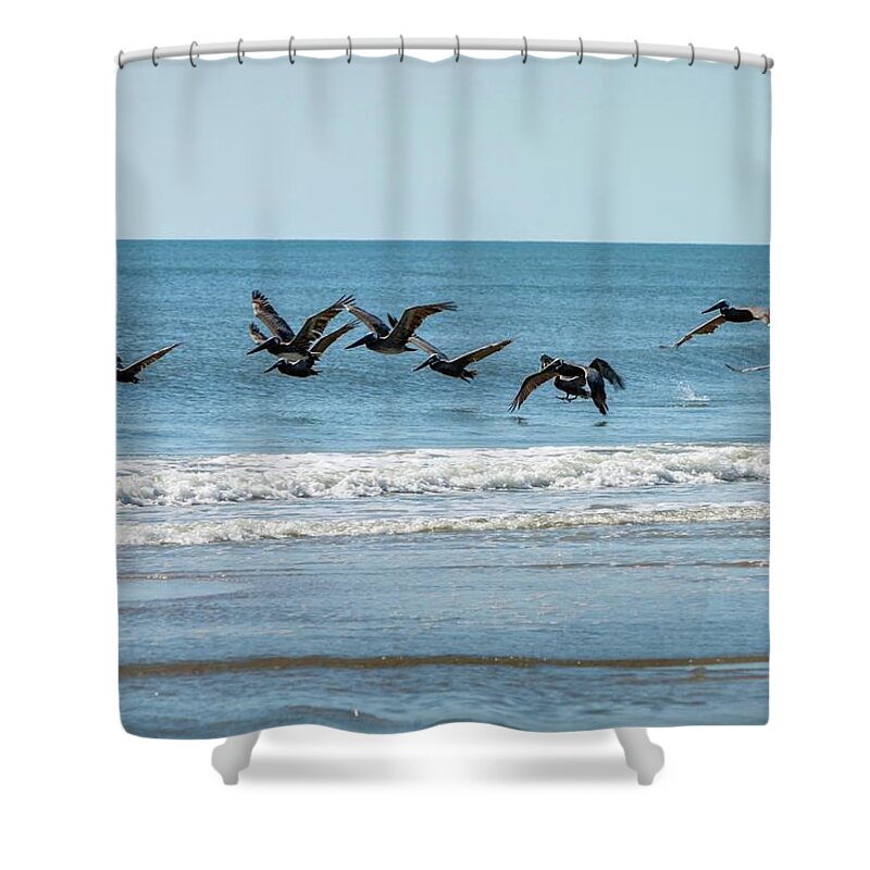 Action Shower Curtain featuring the photograph Brown Pelicans in Flight by Liza Eckardt