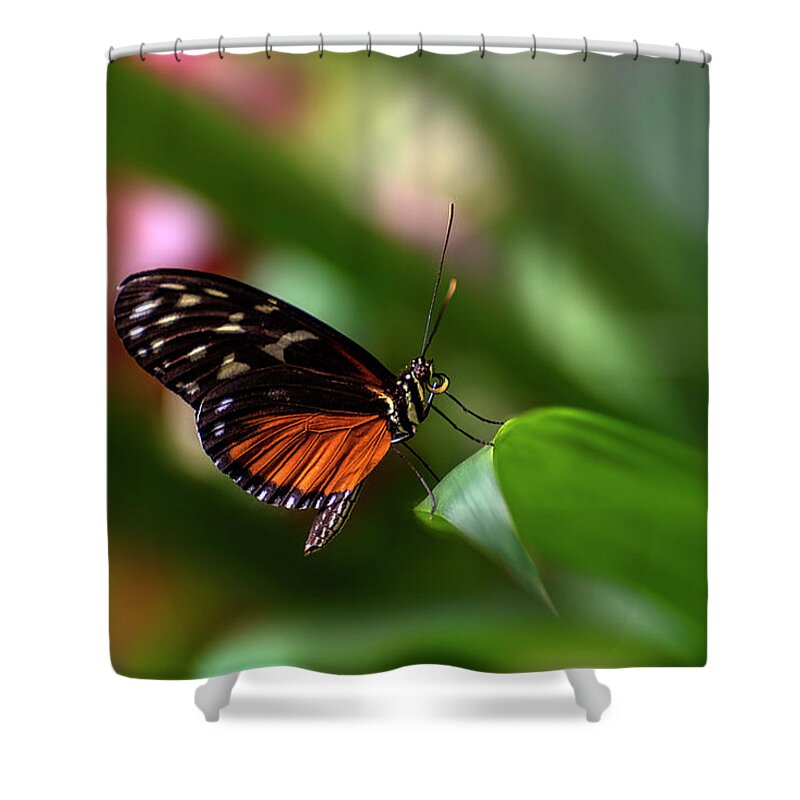 Butterfly Shower Curtain featuring the photograph Brush Footed by John Poon