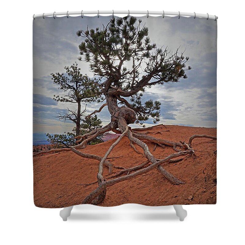 Bryce Canyon National Park Shower Curtain featuring the photograph Bryce Canyon National Park - Fighting to Stay Rooted by Yvonne Jasinski