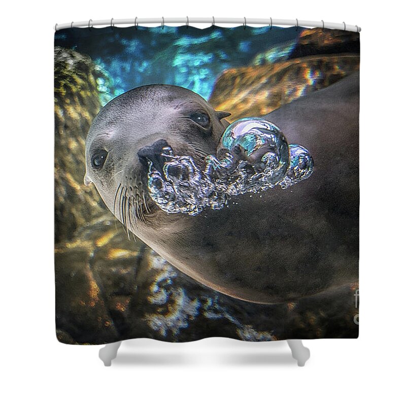California Sea Lion Shower Curtain featuring the photograph Bubbles by John Hartung  ArtThatSmiles com