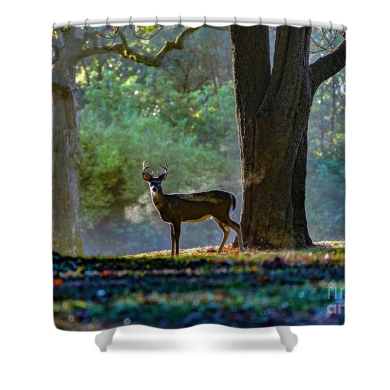 White Tailed Deer Shower Curtain featuring the photograph Buck Breath by Sandra Rust