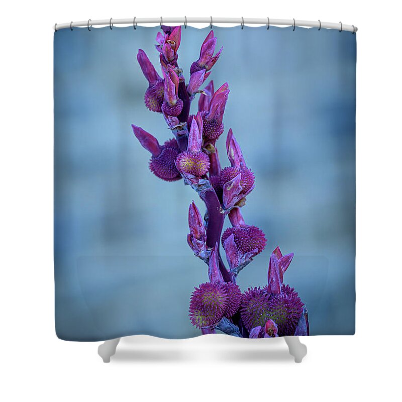 Flowers Shower Curtain featuring the photograph Budding Canna Lilies - purple by Frank Mari