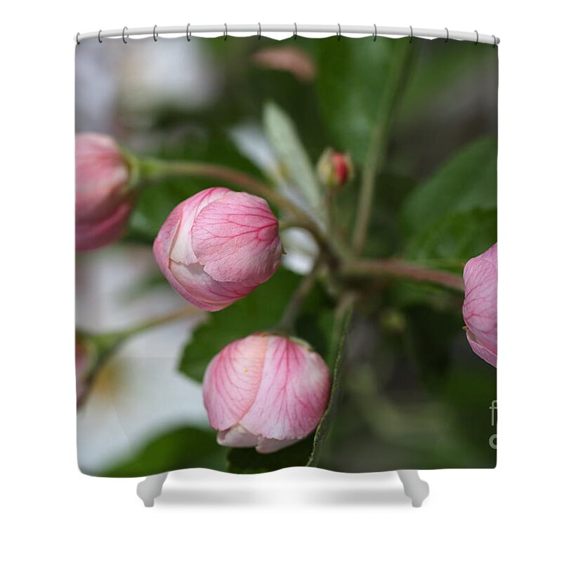 Buds In Pink Shower Curtain featuring the photograph Buds In Pink by Joy Watson
