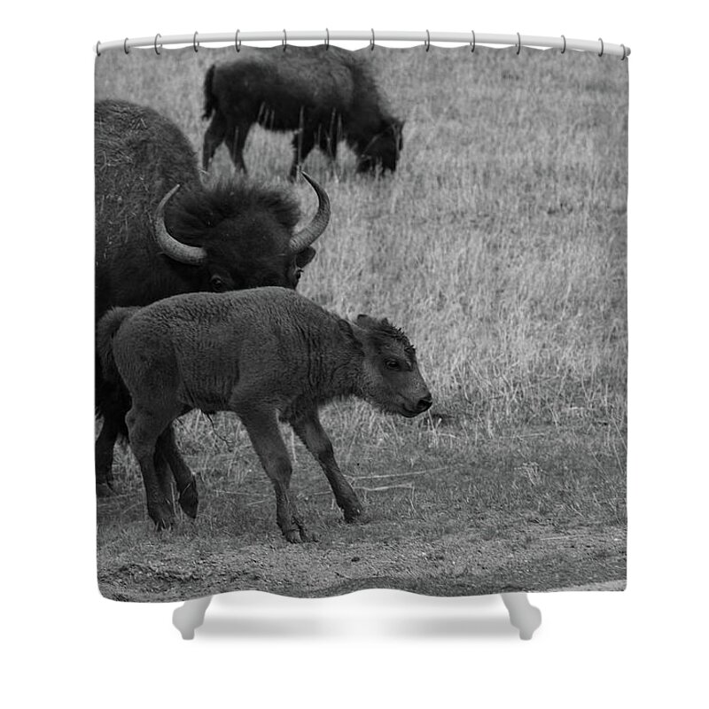 Buffalo Shower Curtain featuring the photograph Buffalo calf at Theodore Roosevelt National Park in North Dakota in black and white by Eldon McGraw