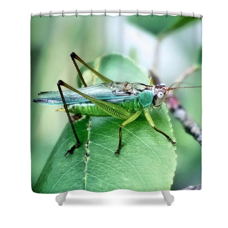 Bug Shower Curtain featuring the photograph Bug Study Twenty Seven by Darlene Kwiatkowski