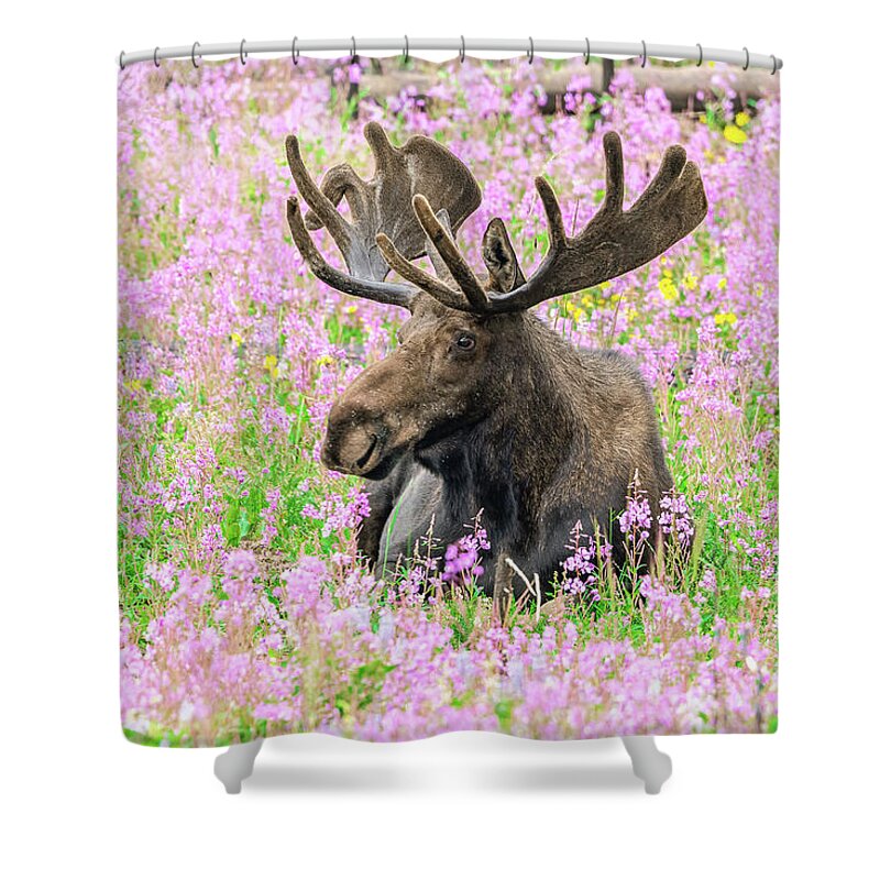 Moose Shower Curtain featuring the photograph Bull Moose Among the Wildflowers by Tony Hake
